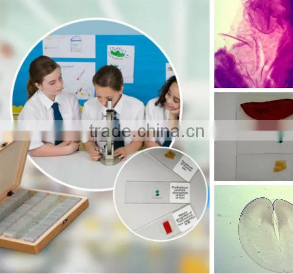 Biology Chick Embryo Microscope Slides