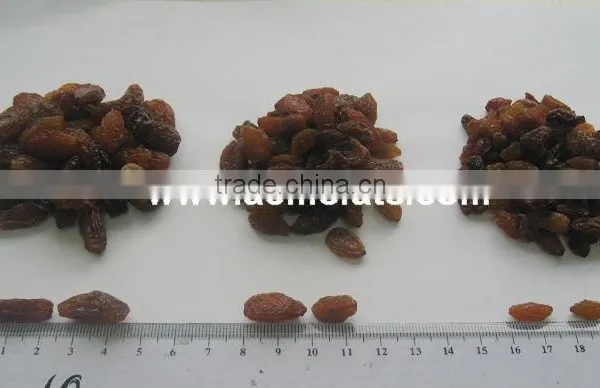 AAA Grade 95% Xinjiang Brown Raisin photo-5