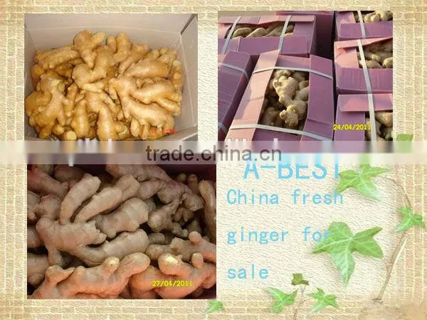 Organic Fresh Ginger photo-5