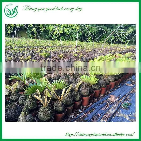 Indoor and Outdoor Ornamental Zamia Furfuracea Ait Plants photo-2