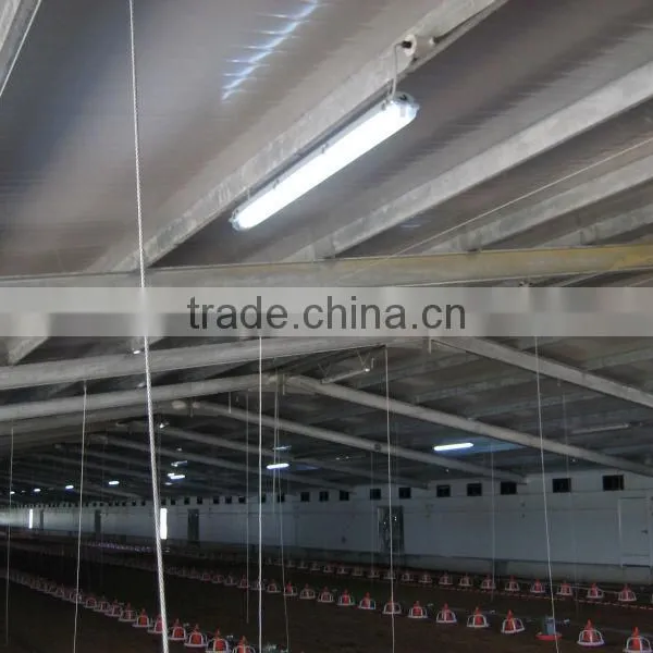 Steel Structure Chicken Shed