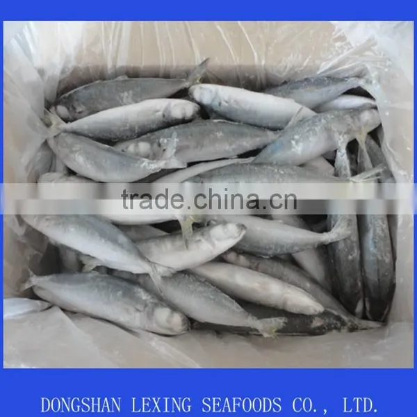 Frozen IQF Horse Mackerel Fish Seafood photo-2