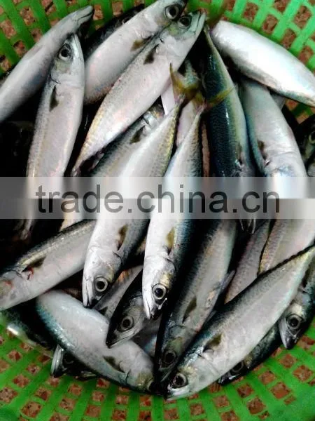 Frozen WR Pacific Mackerel photo-2