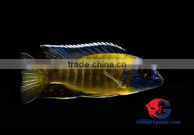 Malawi Cichlid Fish Farm and Exporter photo-2