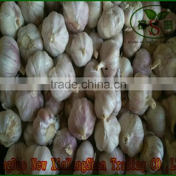 China's Shandong Province, One of the Best Fresh Garlic/white Garlic, Exports Europe and the United States, Southeast Asia photo-2