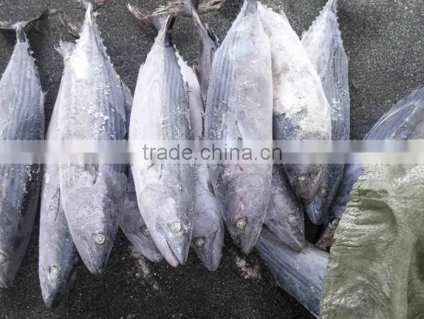 Competitive Price and High Quality Belted Bonito and Sarda Orientalis photo-5