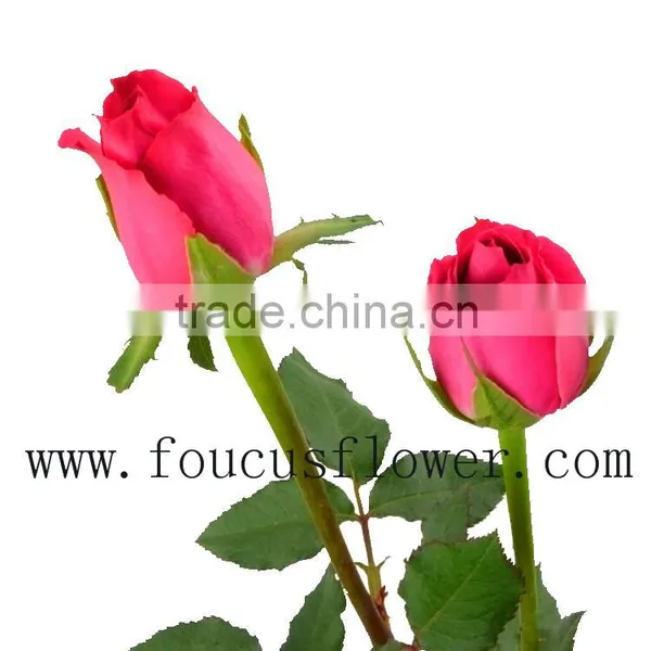 Flower Bouquets Flower Pots Flower Vase From Yunnan, China photo-3