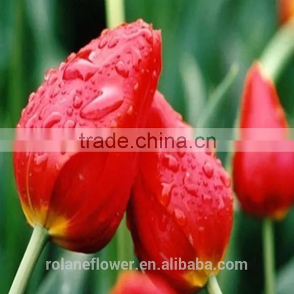 Supply Beautiful Fresh Cut Red Color Tulip Bulb photo-2