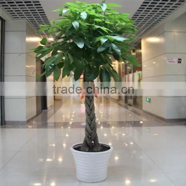 Pachira Macrocarpa Mini Money Tree photo-4