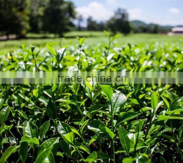 Reasonable Price Special Green Tea SP photo-4