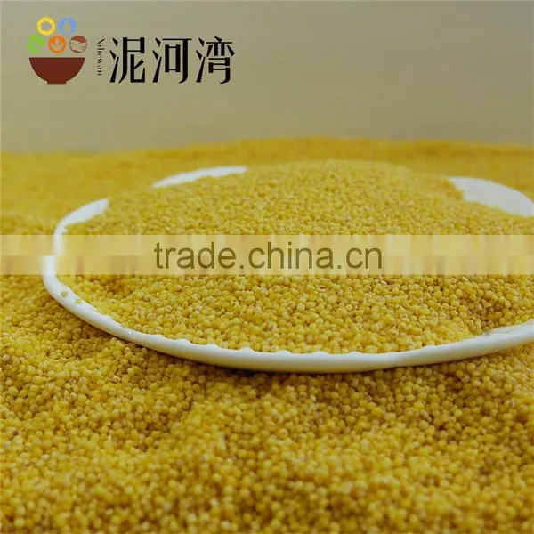 Organic Yellow Millet Bulk and Vacuum Packing Export Grade 2016 Crop photo-4
