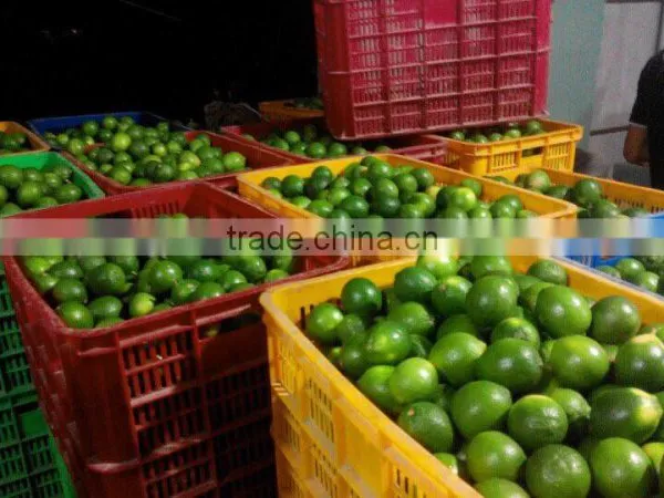Vietnam Fresh Seedless Lime, Fresh Lemon, Persian Lime photo-2
