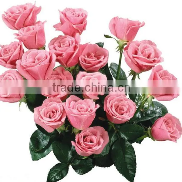 Wholesale Fresh Cut Rose Flowers Roses for Valentine's Day photo-4