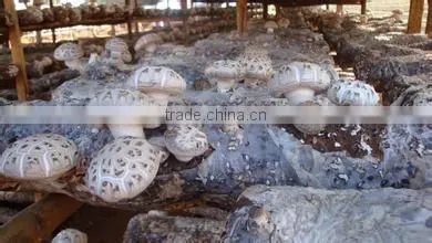 Dried Mushroom,flower Mushroom,dried Brown and White Flower Mushroom photo-4