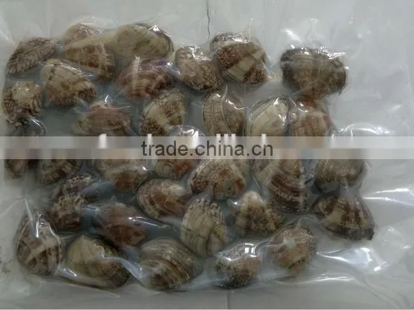 Short Necked Clam photo-3