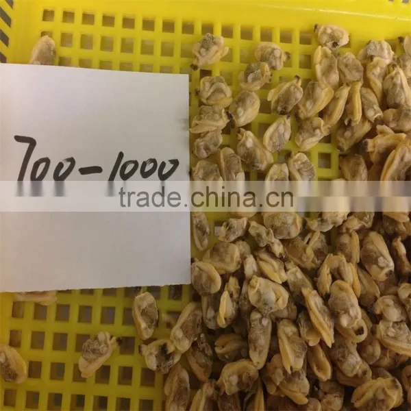 Frozen Boiled Short-necked Clam Meat photo-6