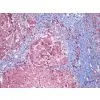 5.0MP USB3.0 Digital Microscope Camera photo-2