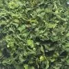 Dried Celery Leaves