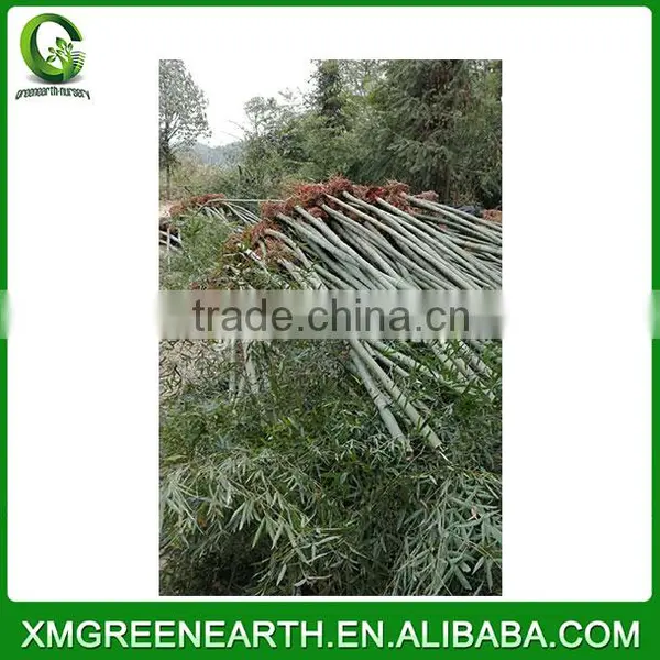 PHYLLOSTACHYS PUBESCENS Diameter 4-5cm photo-2