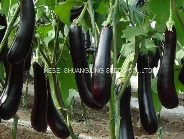 High Yield New-bred Hybrid f1 Eggplant Seeds SXE No.5 photo-2