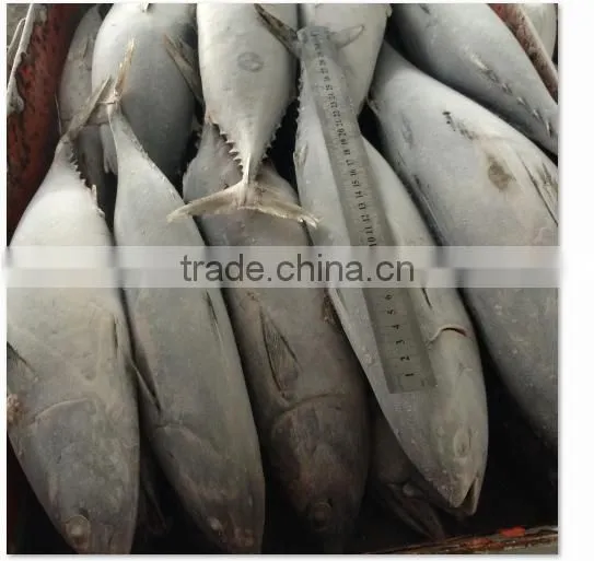Frozen Fish Bonito Size
