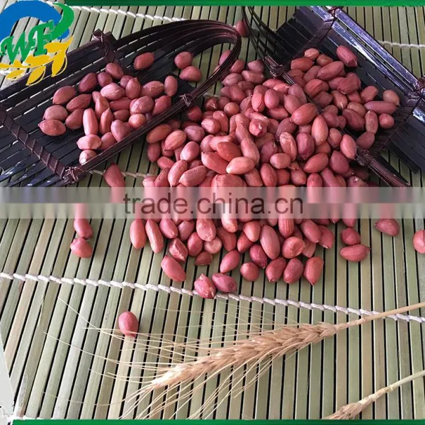 Colour Red Peanuts Kernels New Crop In photo-3