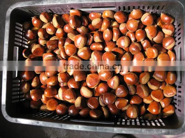 Bigbig Sweetsweet China Chestnut photo-4