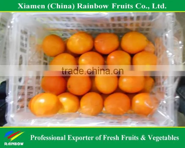 Fresh Mandarin Orange Navel Orange photo-3