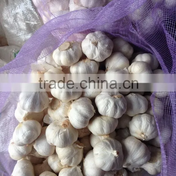 Pure White Garlic to BANGLADESH Market photo-2