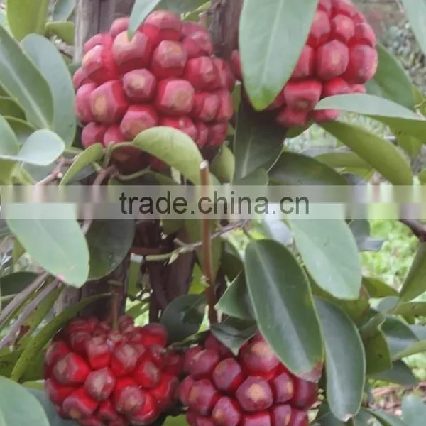 New Product Kadsura Coccinea Seeds Hei Lao Hu Seeds For Growing photo-5