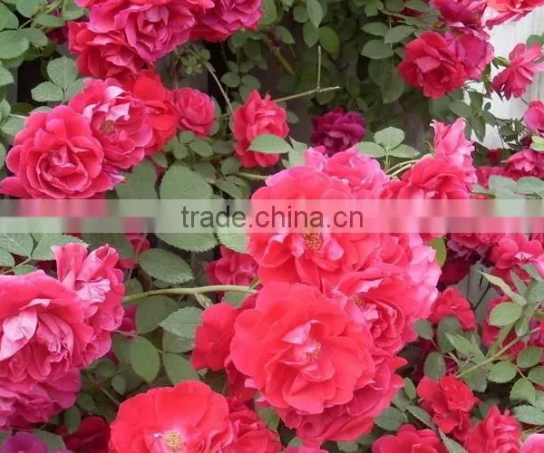 Beautiful Rose Seedlings /Rose Saplings