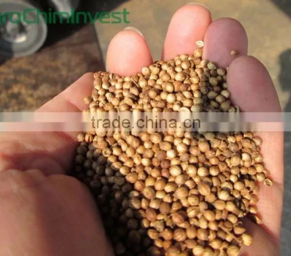 Coriander