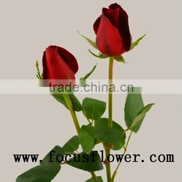 Fragrant Aroma Crazy Selling Fresh Cut Roses Fresh Cut Marigold Roses Carola for Wedding Decoration From Kunming photo-5