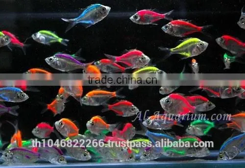 Glass Fish Mix Color For Sale / Ornamental Fish International Exporter photo-3