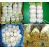 Normal White Garlic