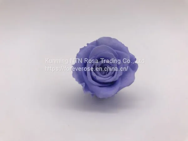 Top Festival Party Decoration Preserved Flower Supplier photo-2