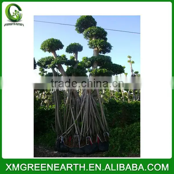 Ficus Microcarpa Big Bonsai 4.5m (8) photo-2