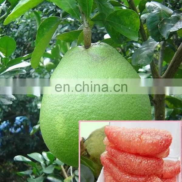 VIETNAM SWEET GREEN SKIN POMELO - HIGH QUALITY, GOOD PRICE photo-3