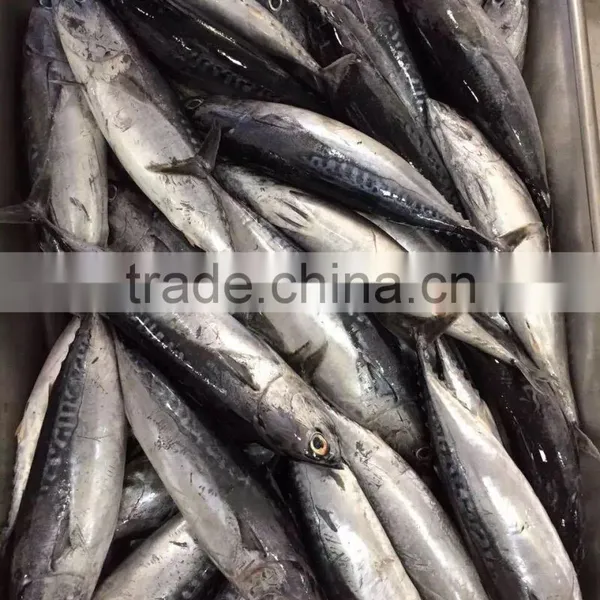 Frozen Auxis Thazard From China Bullet Mackerel photo-4