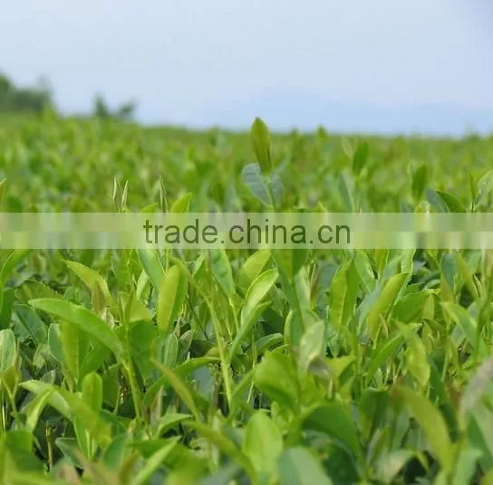 USDA Certified Factory Organic Matcha Green Tea Powder Japan From China ORIENTAL TEA APPLIED AND RESERCH INSTITUTE photo-4