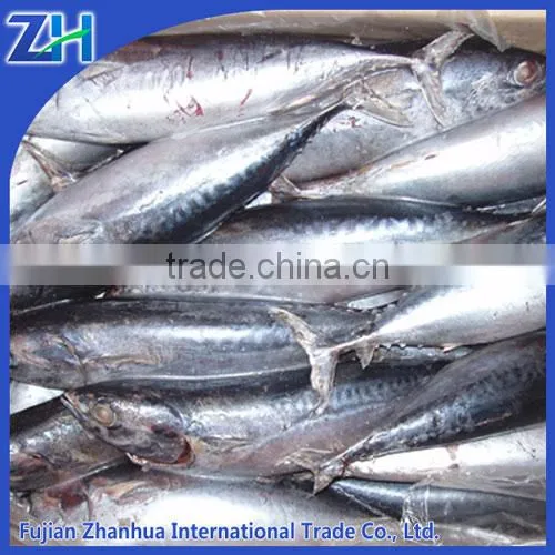 Frozen Bonito Whole Round Fish for Sale