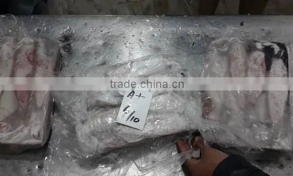 Loligo Squid photo-4