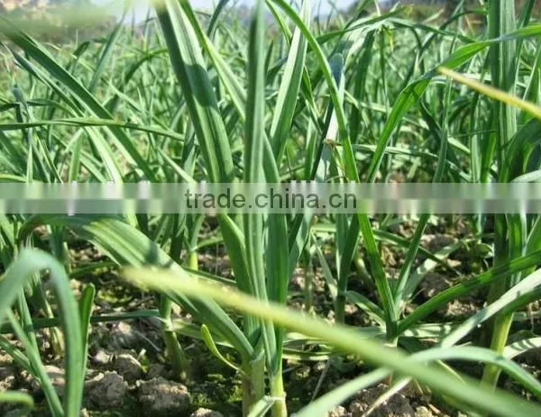 Super Pure White Garlic photo-5