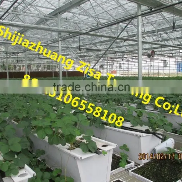 Vegetables Plant Tray for Sale