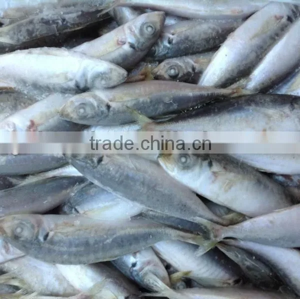 High Quality Frozen Round Scad(Decapterus Maruadsi). photo-3