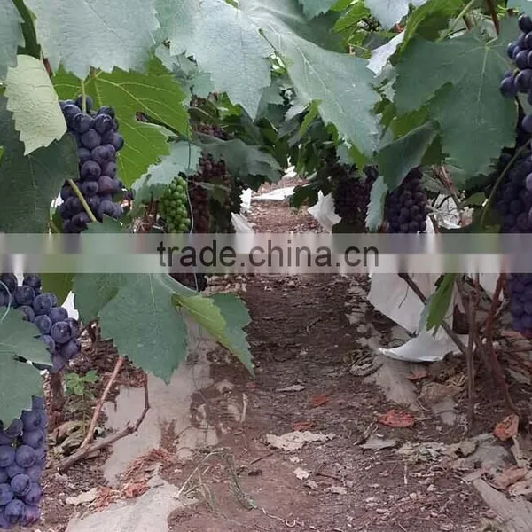 Fresh Grapes for Sale photo-5