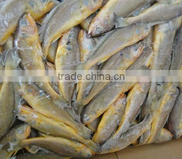 Frozen Yellow Croaker Fish