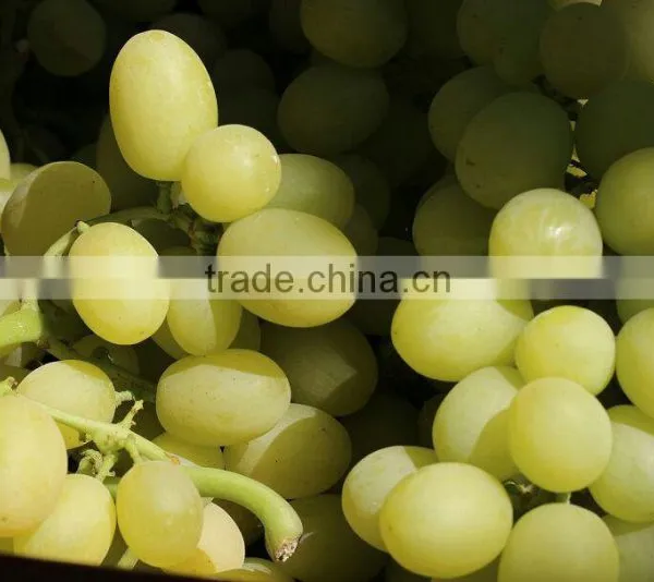GRAPES photo-2