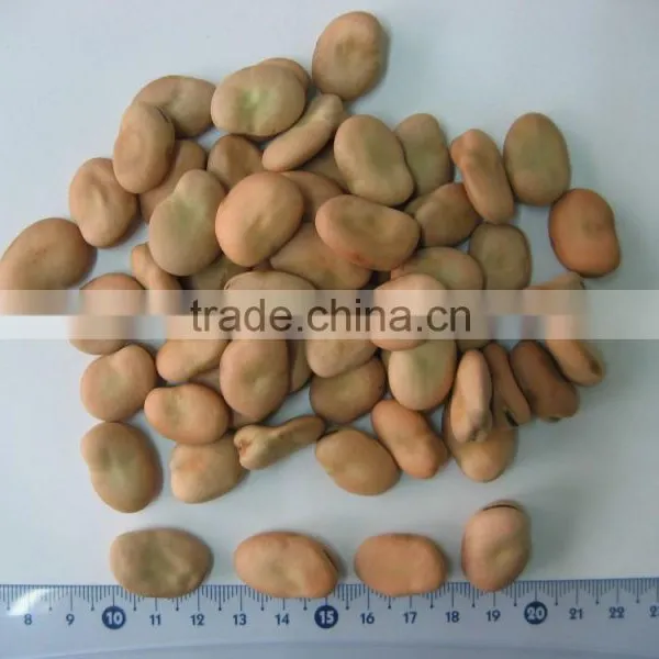Delicious Dry Horse Beans in Shell/fava Beans photo-4