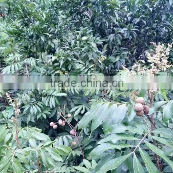 Dimocarpus Longan Lour Seedling photo-4